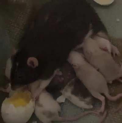 Souplings, Day 16: Cage cleaning and CHAOS (If you have messaged me about adopting one of the souplings or are interested and are in the northeastern US, my messages here are being weird. Please email tunasouplings@gmail.com)