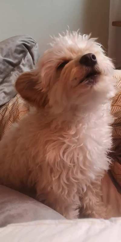 This little guy has a lot of opinions today 