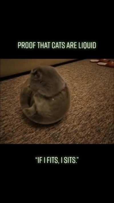 cat in a fish bowl 😘