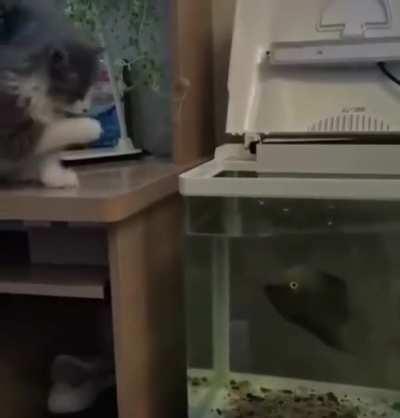 Fish biting a cat.