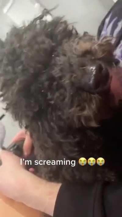 Aww what a cute pu-- what the fuck?