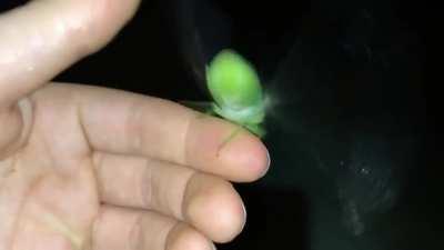 My Cicada people need me. Watch with sound