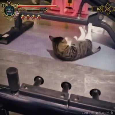 The Weakest Cat in Cvstodia