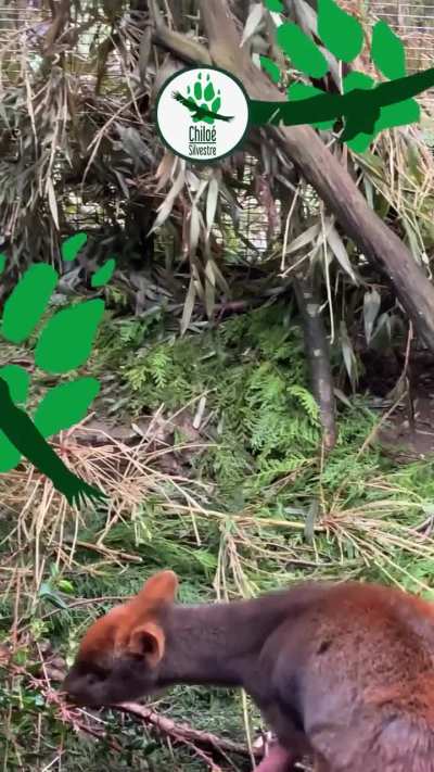 Vocalizaciones de pudúes