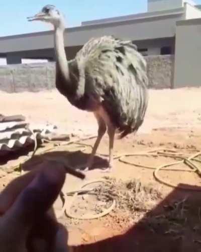 real ou fake? 🤔🤔