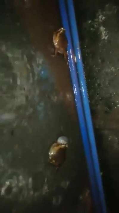 Also called chubby frogs or bubble frogs, Asian painted frogs breed during monsoon season after heavy rains. Males float in pools and croak to attract females, but competition over puddles can be fierce.