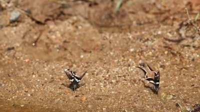 Dragontail butterfly