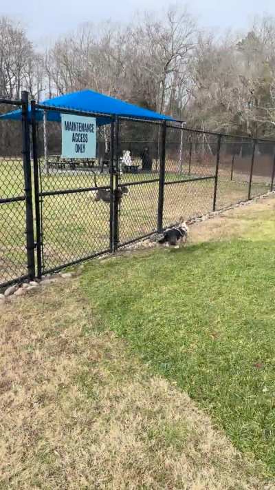 A new dog park just opened up.