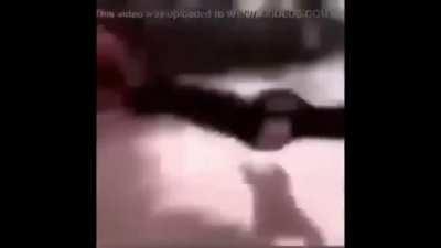 Just a funny monkey video