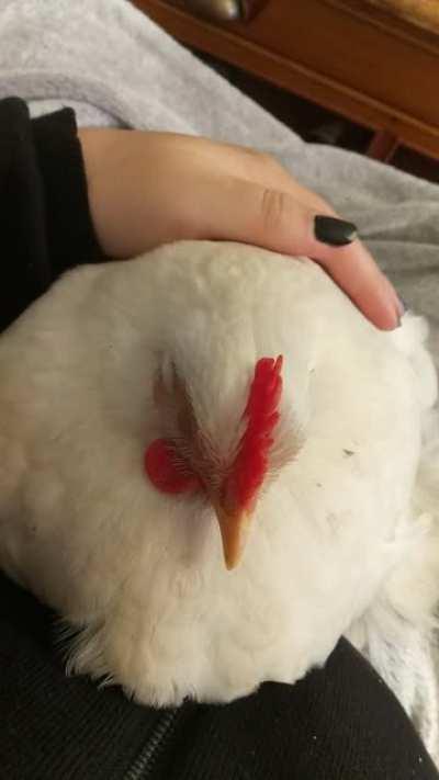 If ur not petting ur chicken then what are you even doing