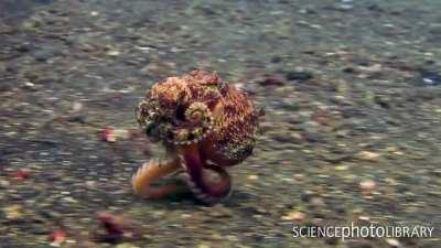 Veined octopus (Amphioctopus marginatus) running across the seabed on three of its arms. The main body of the octopus is normally 8 centimeters (3 in) long and including the arms, approximately 15 centimeters (6 in) long.