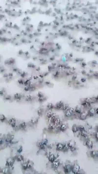 🔥Army of blue soldier crabs disappears into the sand