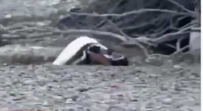 “Eşini başka erkekle basan penguenin kavgası”