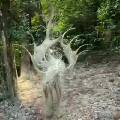 What type of skinwalker is this?