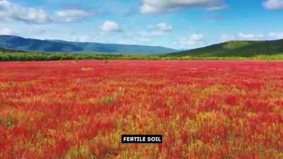 This video has been posted by the Russian Embassy FB page.