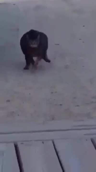 Chonkier than a speeding bullet