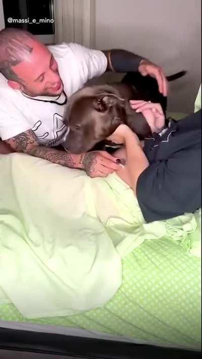 Dog hearing babyâs heartbeat through mothers stomach