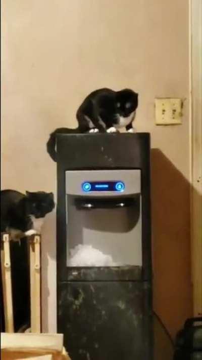 Cat turns the house into a Frozen Kingdom 🥶🧊❄️