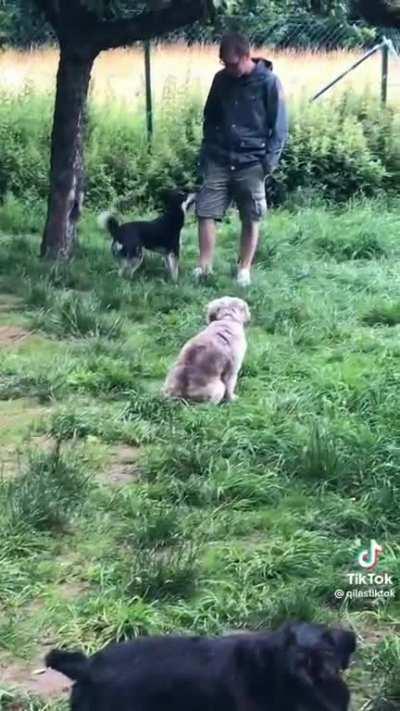 This meetup for introverted dogs