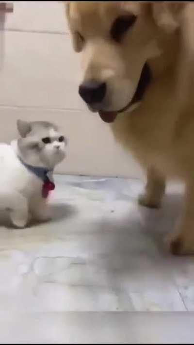 to slap the dog