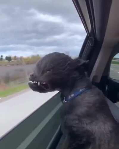 This dog, bat, gremlin creature.