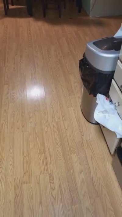 Name something that you unintentionally taught your pets