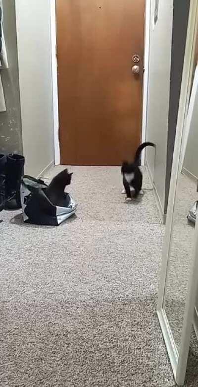 Mom and kitten. Rosa (kitten) can't keep her paws to herself