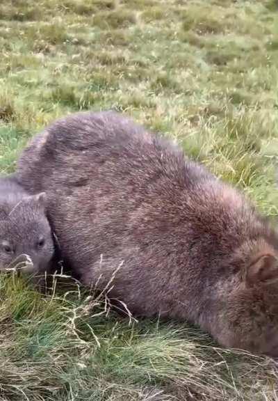 Mother Wombat and her joey