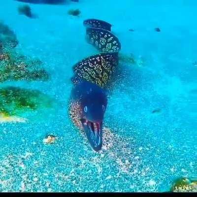 Mediterranean Morray Eel