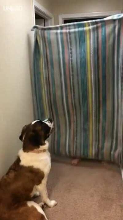 Hmc while I try to do the blanket disappearing trick