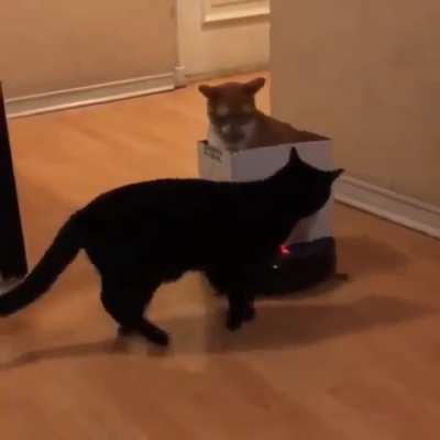 Good Night sweet dreams cat say to puppy 