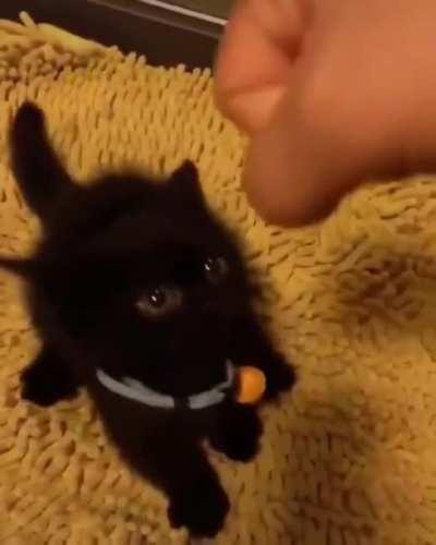 Tiny arms, big slaps!