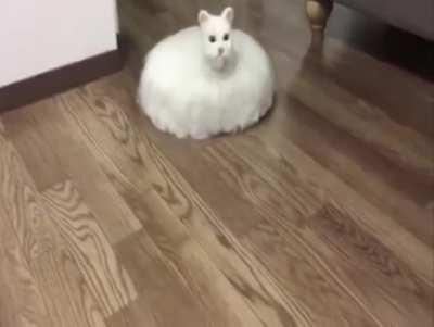 Cat roomba Most HD I could find