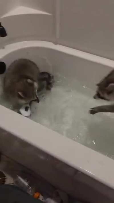 Silly racoons in da bath