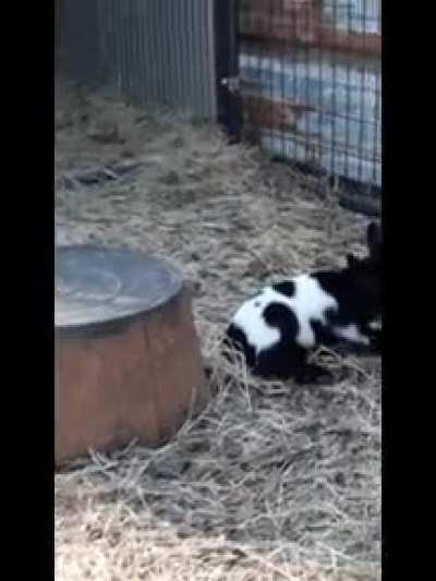 Dixie hasn't quite figured out laying down on her favorite bucket.
