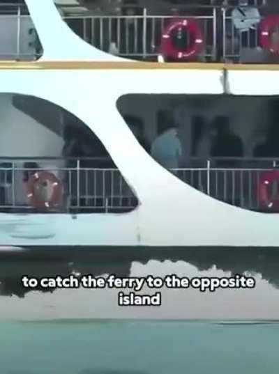 The story of “Boji” the dog ❤️