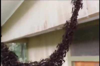 Ants Attacking on Wasps