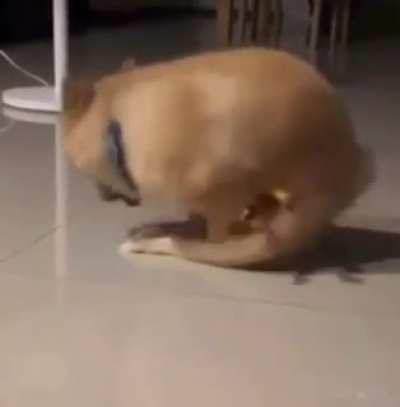 Who am I to judge? Have your fun, little doggo