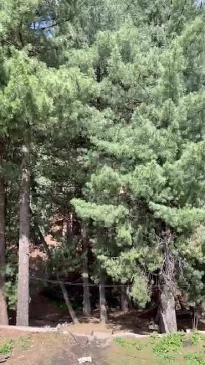 Here’s a little video I made from the cabin.