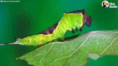 This Caterpillar Turn Into A Puss Moth