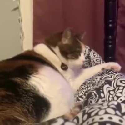 What are you doing human?