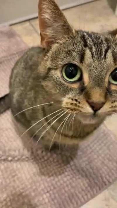 She has opinions about me running a bath 🤷🏻‍♀️