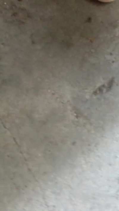 Hello spiders and goodbye