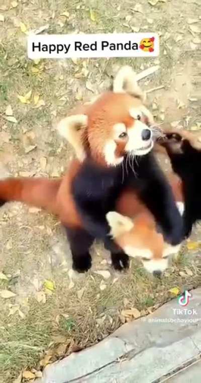 Happy Red Panda