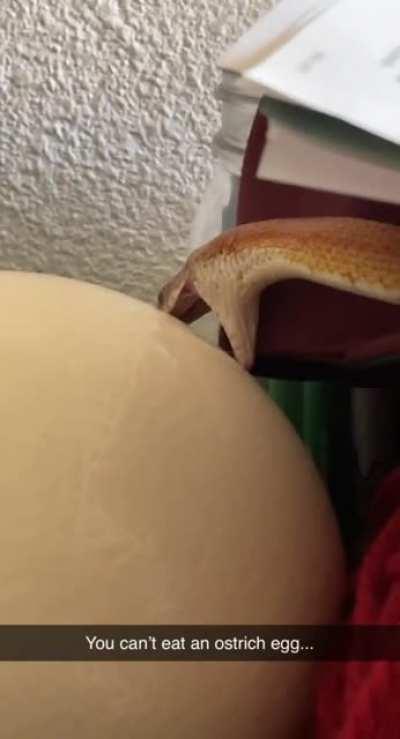 To eat an ostrich egg