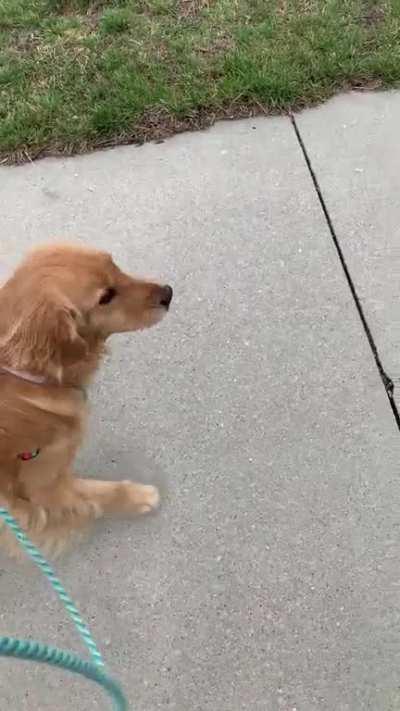 Every time we walk, at least twice, Millie gets super happy and demands we stop for pets. I’m not mad about it.