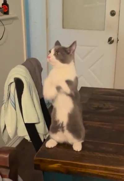 Munchkin begging mode initiated