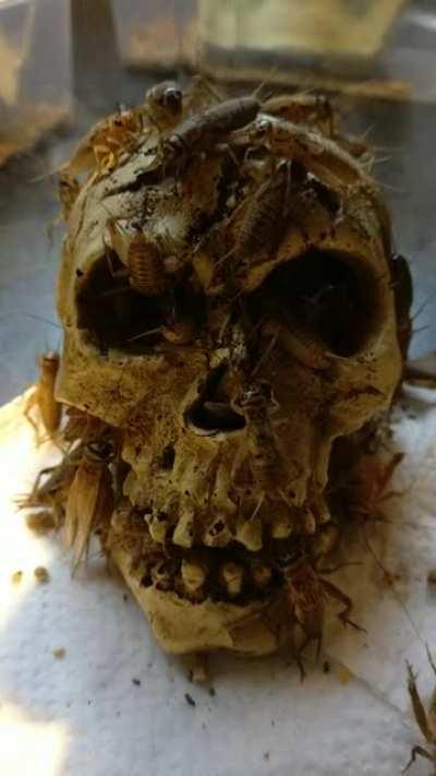 My crickets are loving their new home