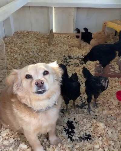Ermahderg sure is happy the chickens are outside—waiting for scritchscrotches.