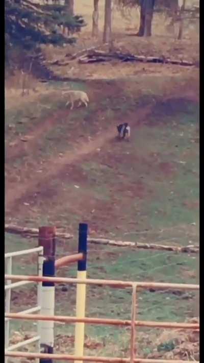 Dog provoking wolf...
